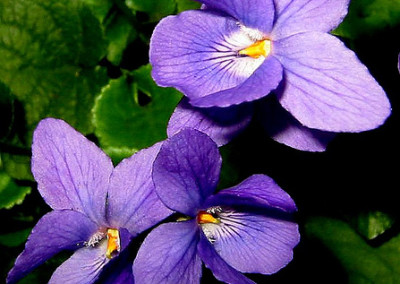 Viola-mammola