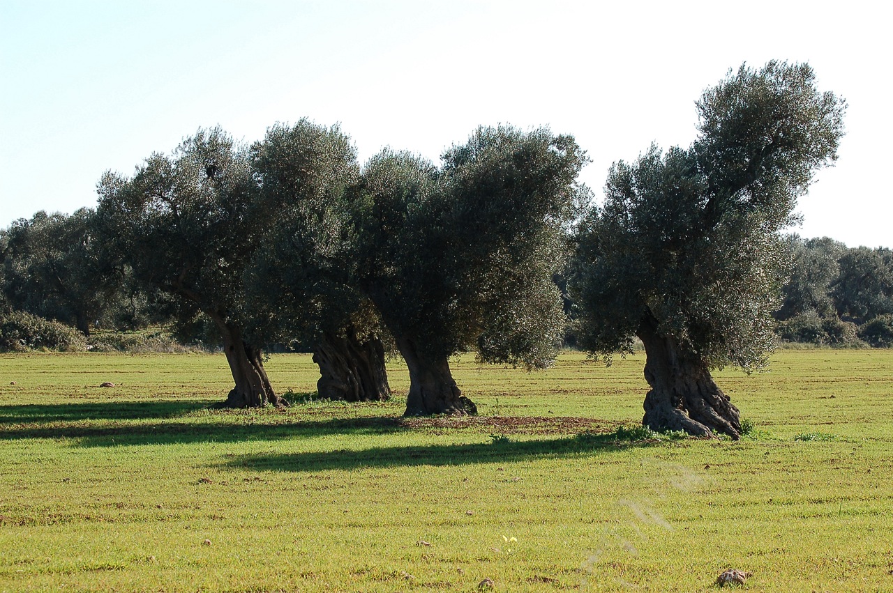 Gli oliveti