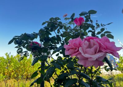 PHOTO-2025-06-21-12-30-27